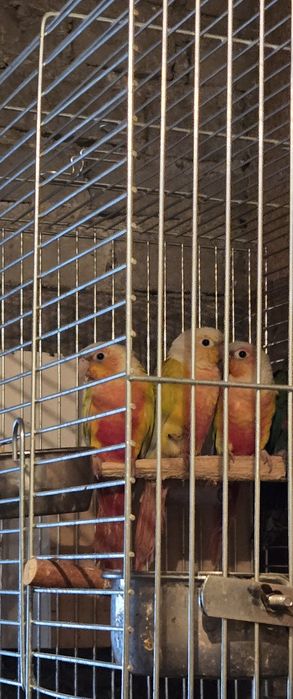 Sprzedam Aleksandrette