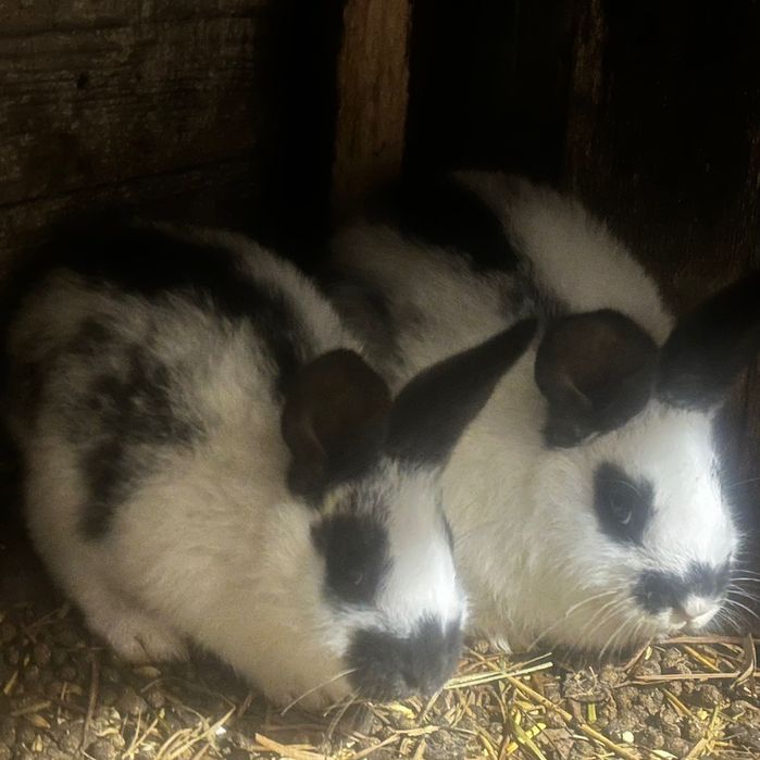 Продам   кроленят