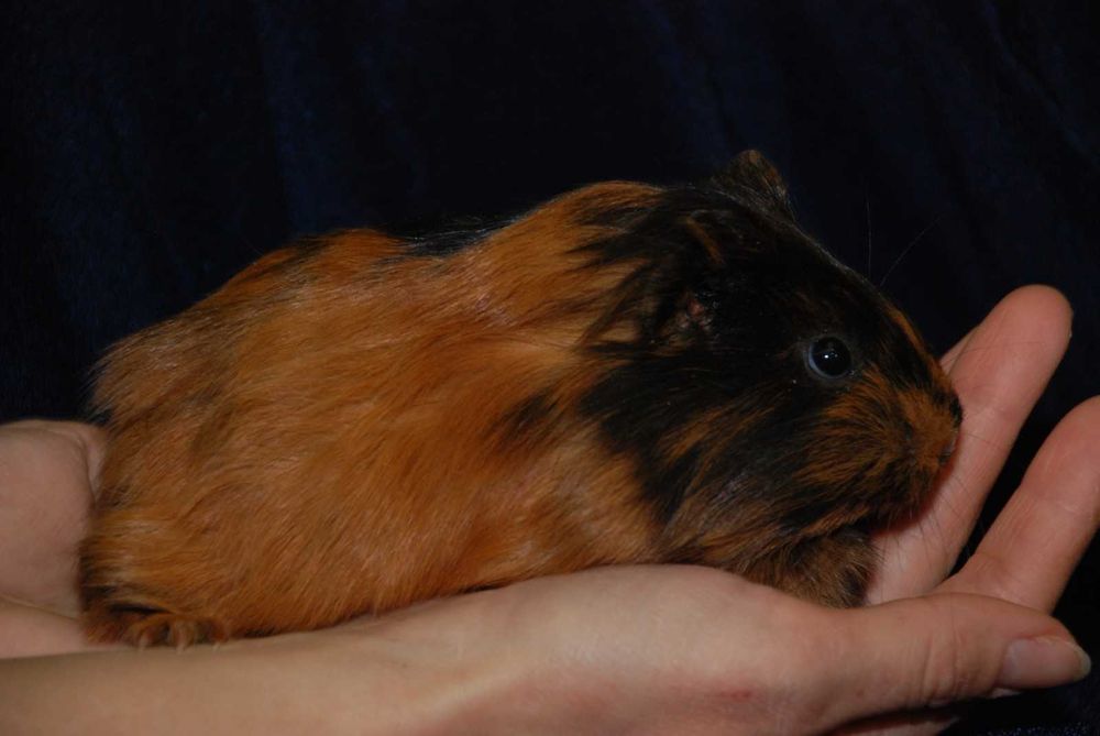 Морськи свинки в асортименті