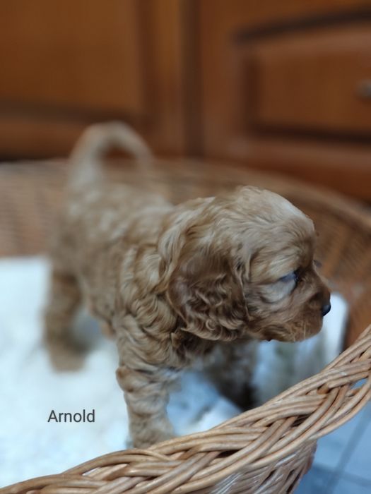 Cockapoo.Arnold.Badania.Cocker Spaniel Angielski/ Pudel miniaturowy