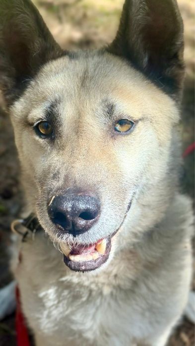 Kojot-mix owczarka i husky do adopcji