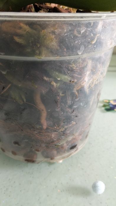 Орхідея фаленопсис, біла