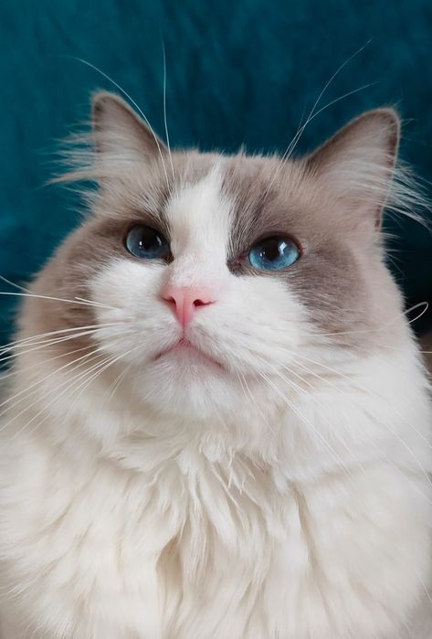 Przekochany chłopczyk Ragdoll szuka domu