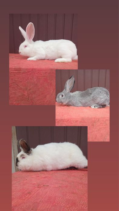 Кролі,кролики, породисті кролі