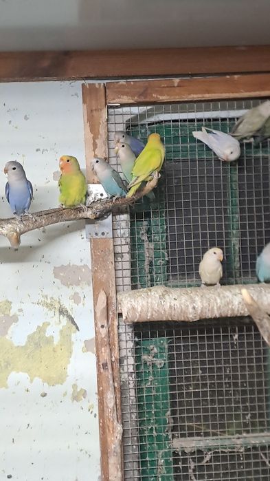 Nierozłączki czerwonoczelne  2025 rok