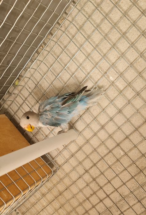 Agapornis e Caturras 2026
