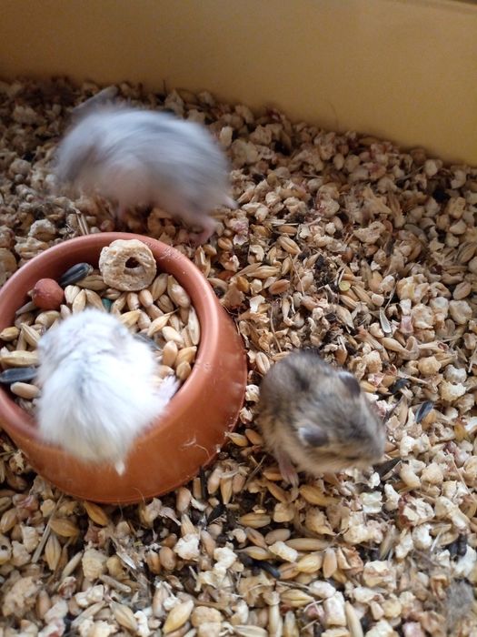 Хомячки Кременчуг