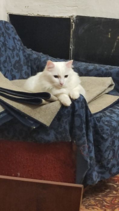 Бесплатно.Отдам в добрые руки кошку или кота