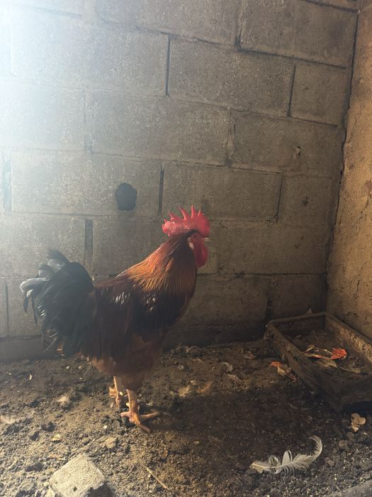 Galos de diferentes raças