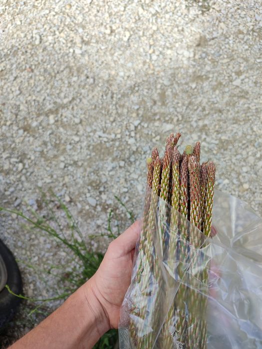 Enxertia de Pinheiros Mansos