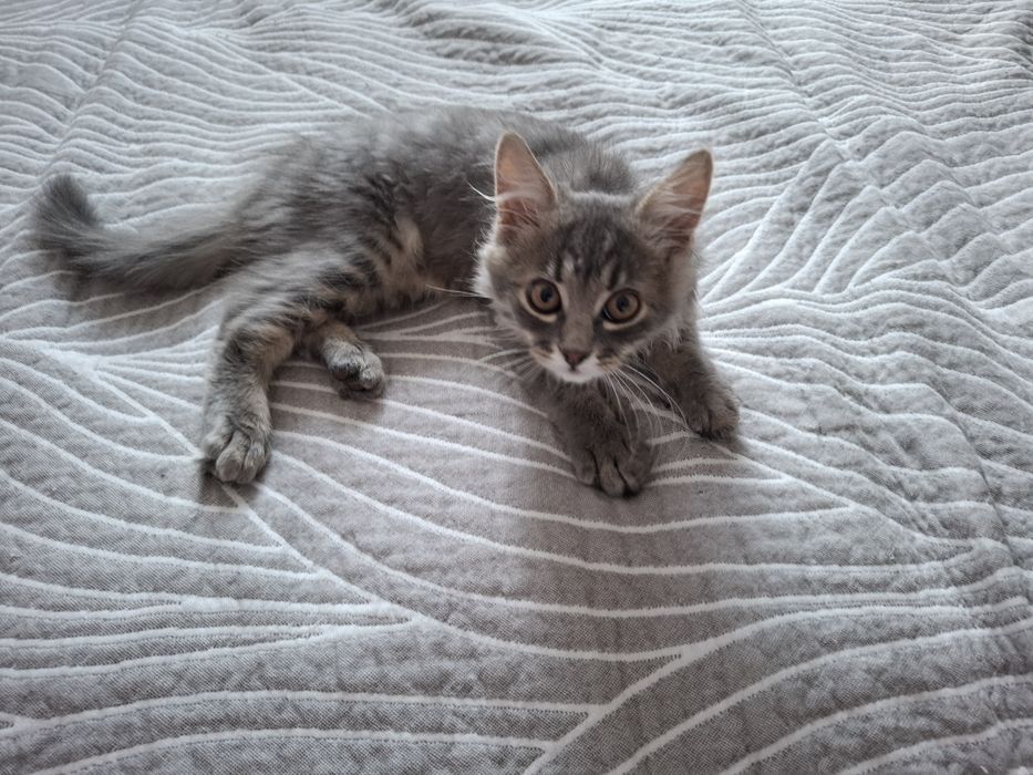 Ласкавий котик в добрі руки
