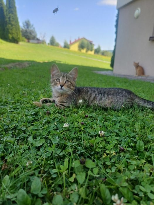 Oddam w dobre ręce kotki