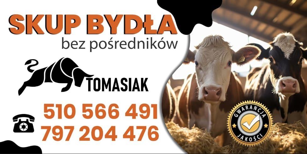Byki:Krowy:Jałówki