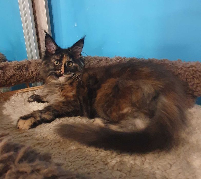 МСО Мейн-кун  дівчинка