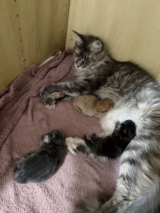 Maine Coon do rezerwacji