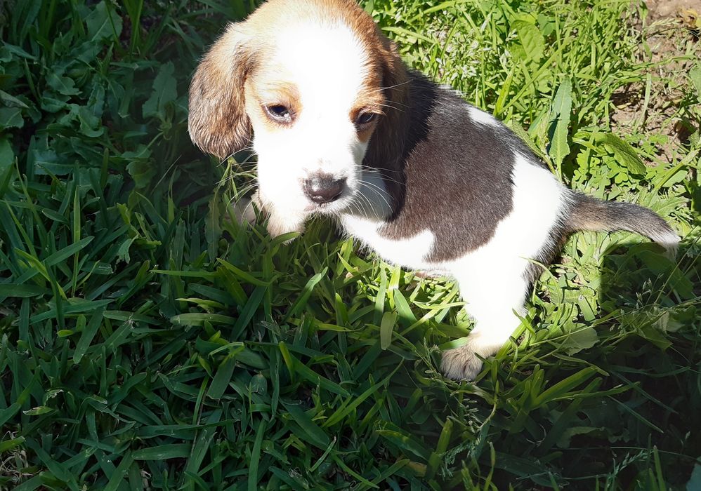 Fantástica femea Beagle