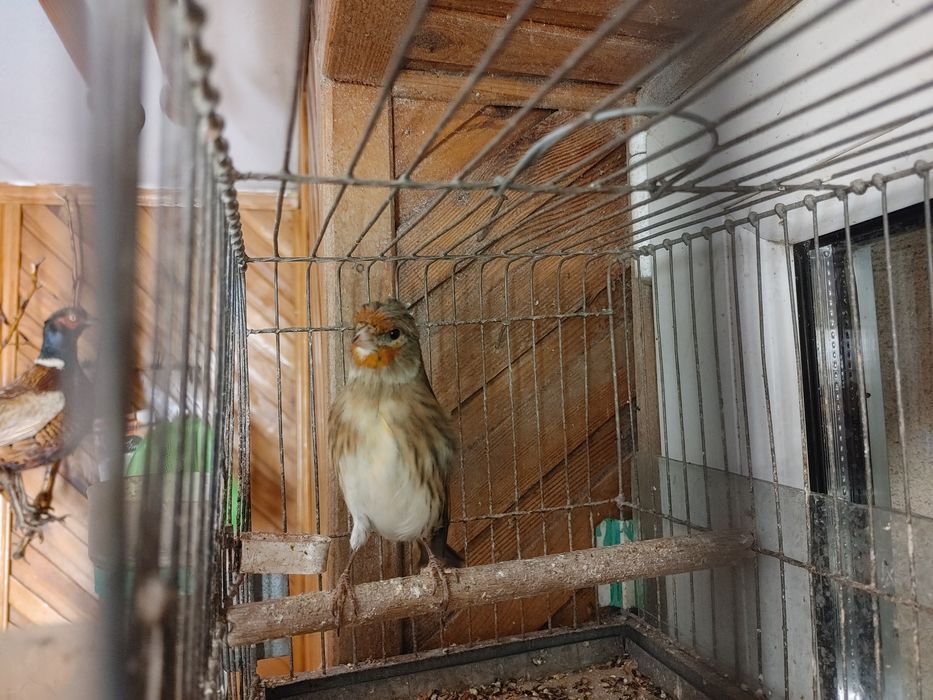 Sprzedam bastardy po Szczygla i po makolągwie