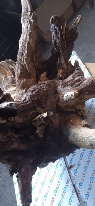 Korzeń dębowy suchy