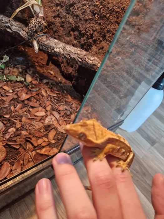 Terrarium dla gekona