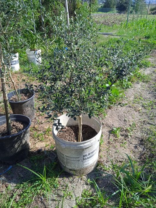 Vendo oliveiras bonitas para jardim