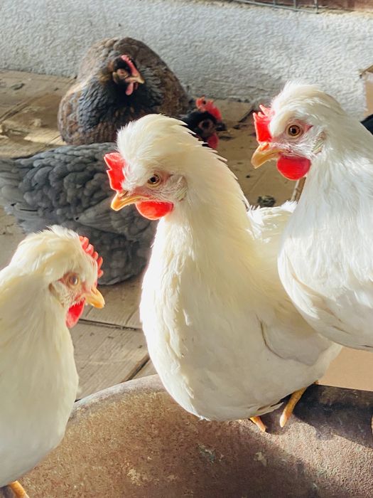 Ovos de galinha de várias raças.