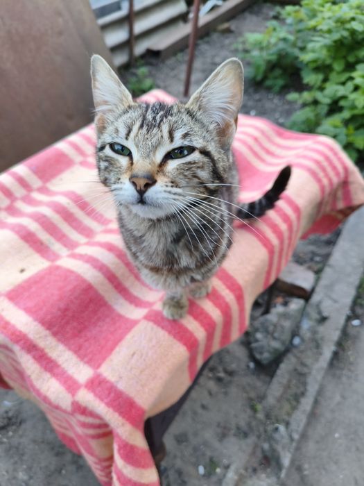 Віддам котів в добрі руки м.Нікополь