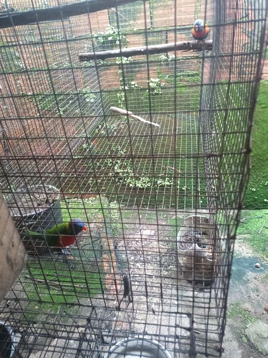 Loris molucanos para criar a mão e casal reprodutor