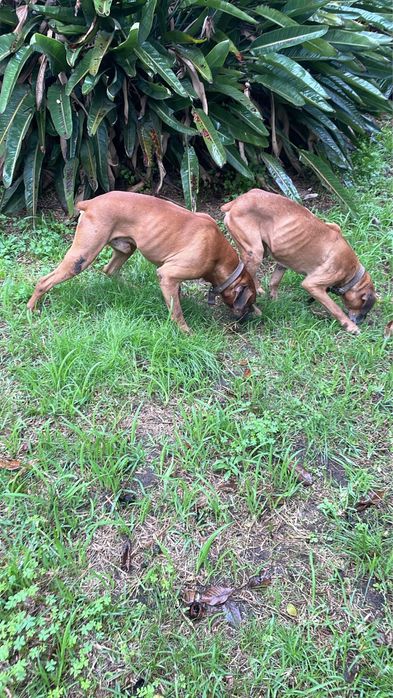 Para adopção responsável