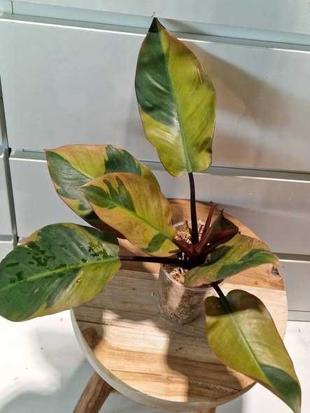 Philodendron Black cardinal Filodendron