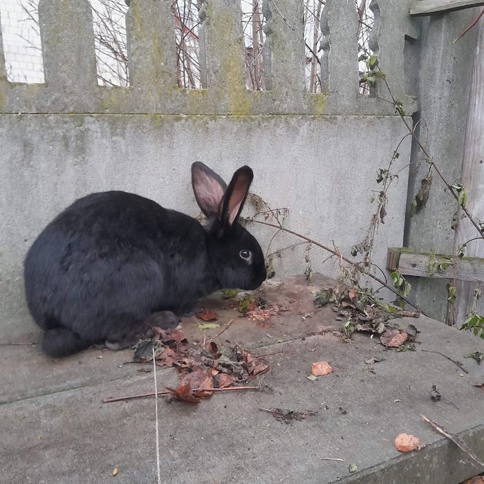 Sprzedam/zamienię królika