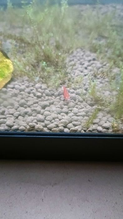 Caridina red devil oe