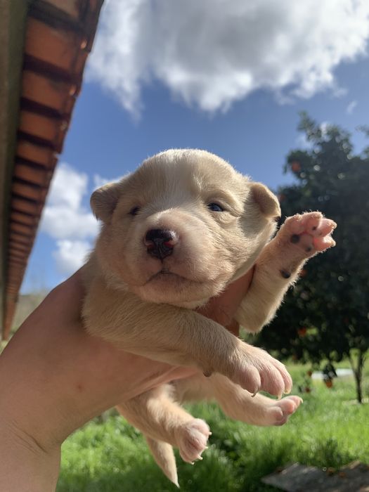 dao se caes de porte medio