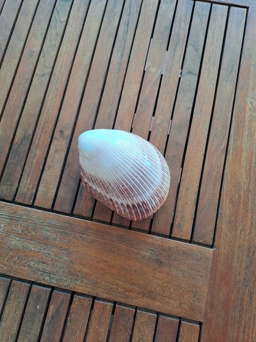 Decoração - concha grande fechada