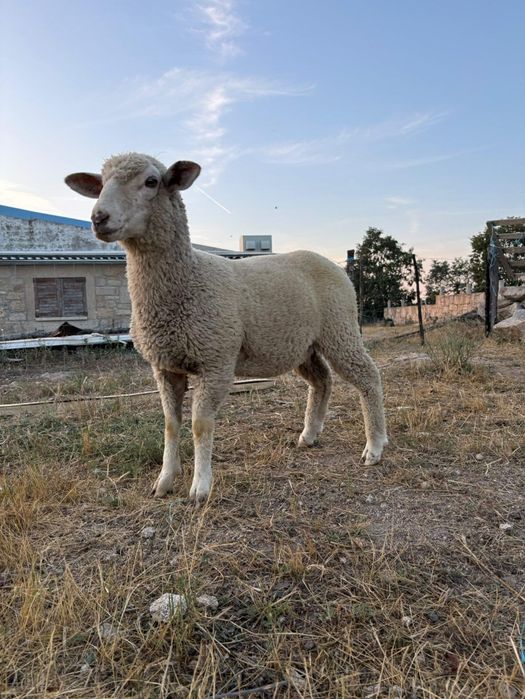 BORREGA Merino alemão