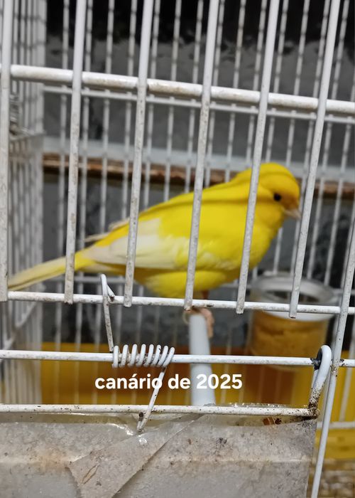 Canário amarelo  2025