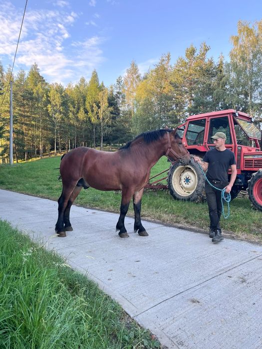 Ogierki zimnokrwiste w typie sztumskim