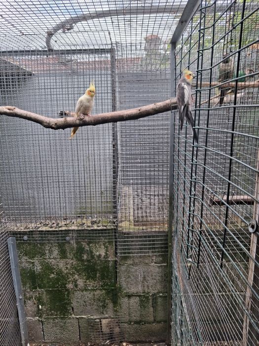 Tenho para cedência casal de caturras reprodutore e um filho