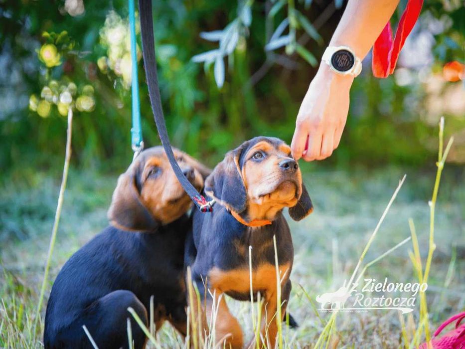 Ogar polski hodowla ZKwP/FCI - dostępny piesek!