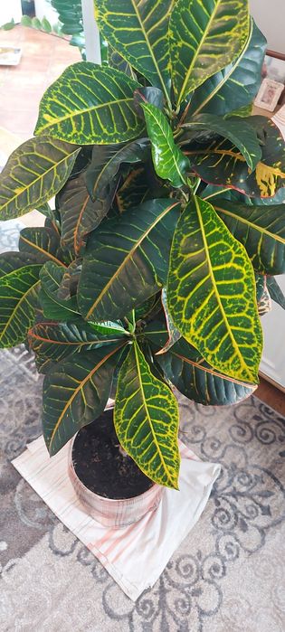 Растение кротон продам