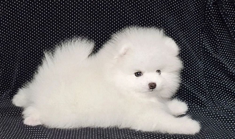 Супер шпицы Доставка