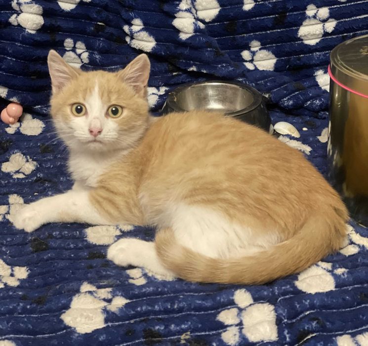 Ласкавий котик, вік 4 міс.