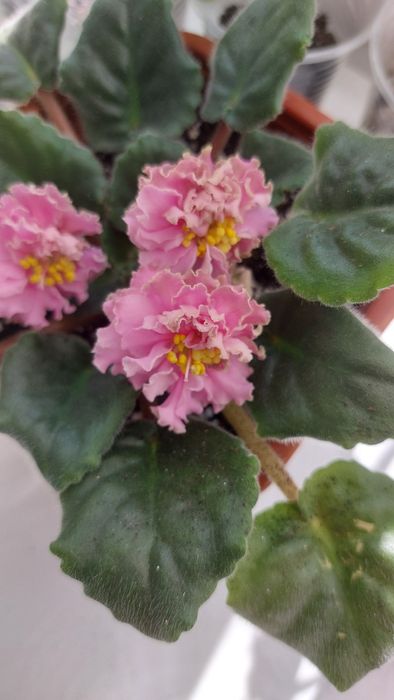 Фіалка квітуча  .