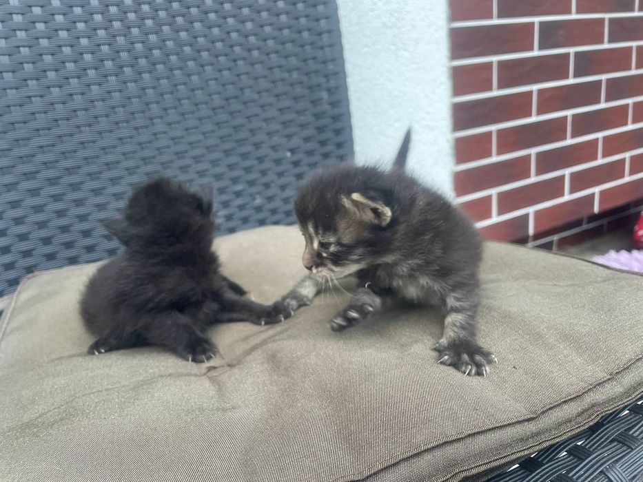 кошенятка самостійні