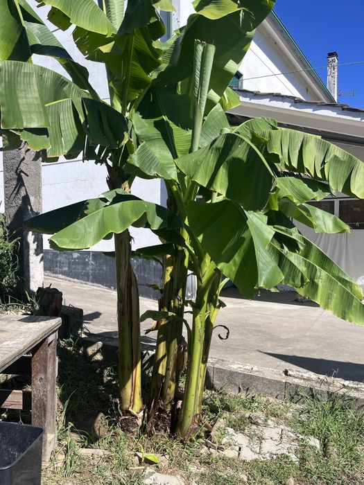 Mudas de bananeira – cultivadas com muito carinho