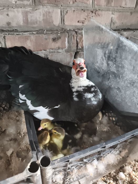 Продам индоутят . Шипунов