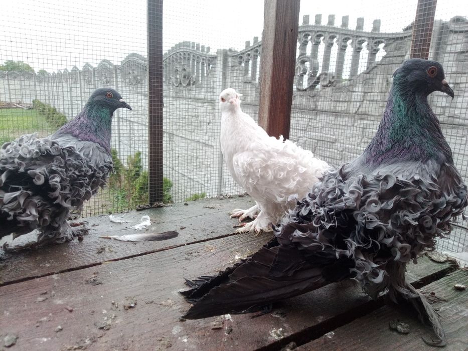 Loczek loczki kapucyny