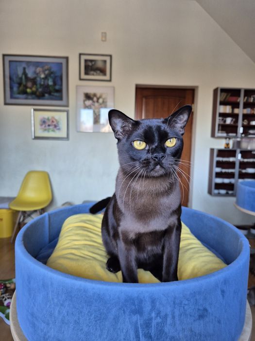 sobolowy kocurek burmski (burmański)