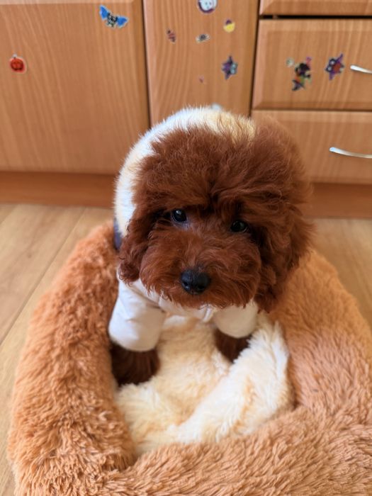 Цуценя Той Пудель  дівчинка Чернівці