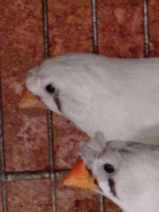 Mandarins com poupa
