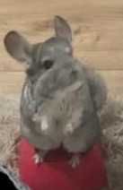 Sprzedam 2 szynszyle z klatką